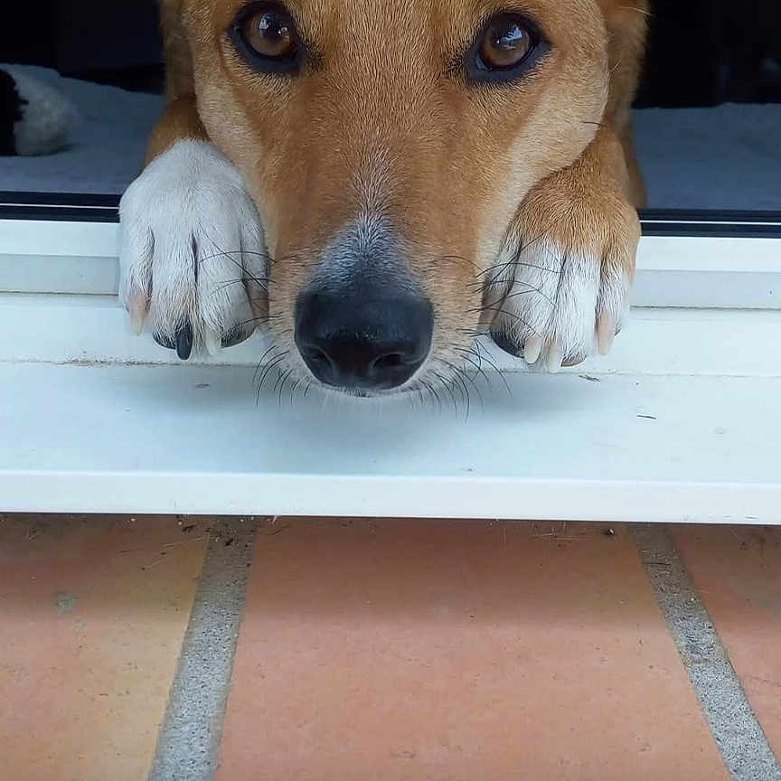 Fox participe au concours pour gagner de l'argent avec cette photo : dog, canine, pet, brown_dog, white_paws, pointed_ears, blue_eyes, black_nose, close_up, portrait, face, paws, window, windowsill, indoors, outdoor_patio, tiles, sitting, looking_at_camera, social_media_screenshot
