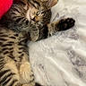 Binx joined the competition — help win amazing prizes! kitten, cat, tabby, sleeping, fluffy, fur, paws, toe_beans, belly_up, relaxed, cute, pet, animal, bed, bedding, blanket, pillows, indoors, close_up, portrait