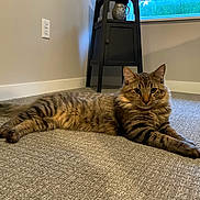 Binx joined the competition — help win amazing prizes! cat, tabby, fluffy, furry, pet, animal, lying_down, lounging, portrait, face, eyes, ears, whiskers, striped, brown, indoor, carpet, floor, shelf, window