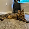 cat, tabby, fluffy, furry, pet, animal, lying_down, lounging, portrait, face, eyes, ears, whiskers, striped, brown, indoor, carpet, floor, shelf, window