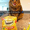 Binx is registered to the contest to win money with this photo: cat, tabby_cat, pet, birthday, birthday_treats, cat_treats, feather_toy, cat_toy, licking_lips, sitting, countertop, kitchen, indoors, whiskers, green_eyes, fur, hearts, celebration, text_overlay, portrait