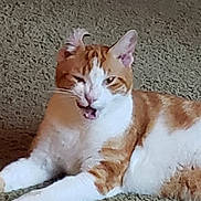 Cheese joined the competition — help win amazing prizes! animal, carpet, cat, cute, domestic_cat, ears, expression, feline, fur, ginger_cat, indoor, lying_down, mouth_open, one_ear_curl, paw, pet, resting, sassy, whiskers, white_fur