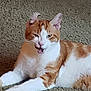 animal, carpet, cat, cute, domestic_cat, ears, expression, feline, fur, ginger_cat, indoor, lying_down, mouth_open, one_ear_curl, paw, pet, resting, sassy, whiskers, white_fur