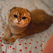 Dayson participe au concours pour gagner de l'argent avec cette photo : cat, scottish_fold, pet, animal, bed, bedding, heart_pattern, white_sheet, orange_cat, cute, feline, domestic_animal, indoor, soft_focus, looking_at_camera, whiskers, paws, resting, close_up, cozy
