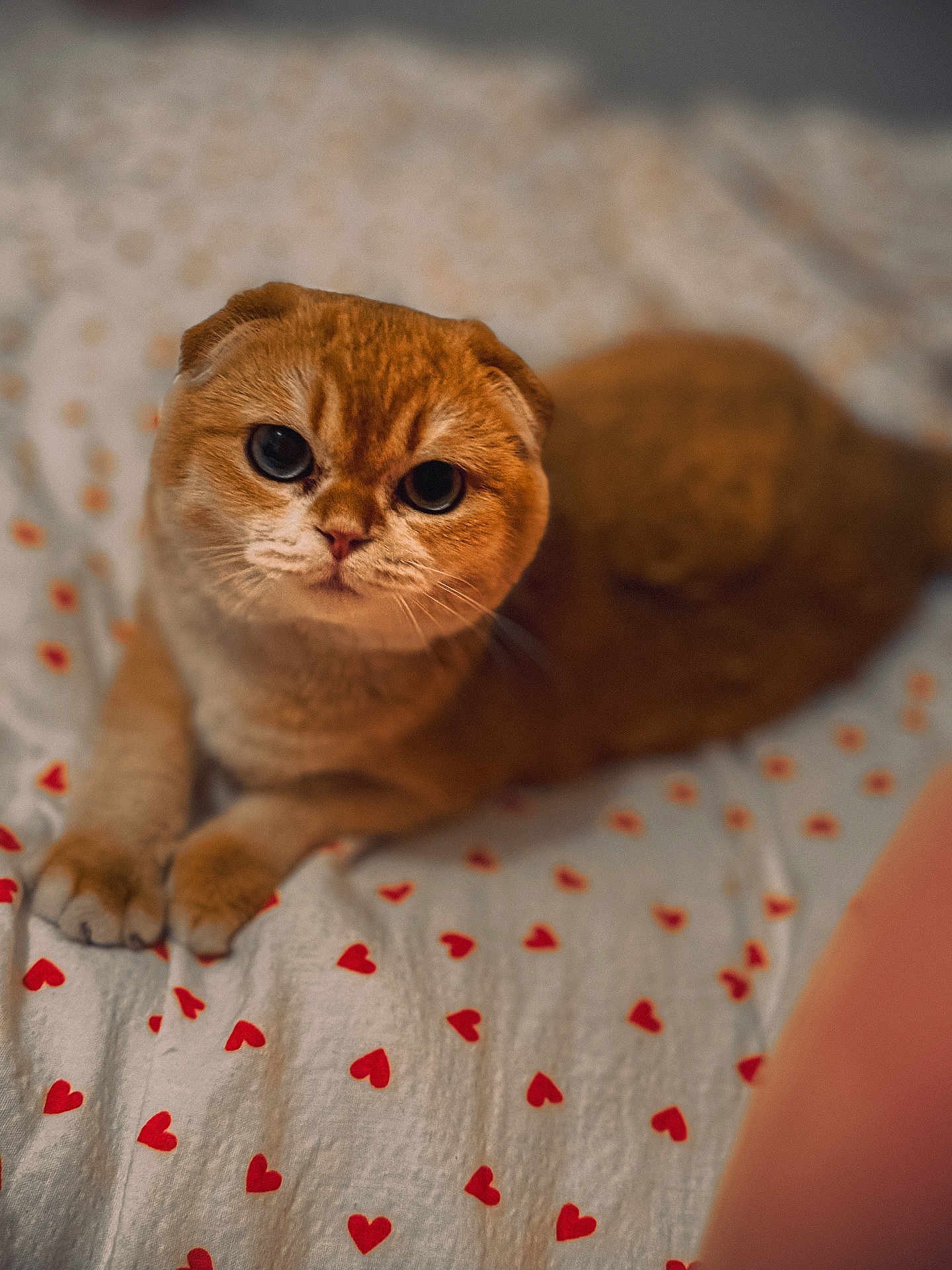 Dayson participe au concours pour gagner de l'argent avec cette photo : cat, scottish_fold, pet, animal, bed, bedding, heart_pattern, white_sheet, orange_cat, cute, feline, domestic_animal, indoor, soft_focus, looking_at_camera, whiskers, paws, resting, close_up, cozy