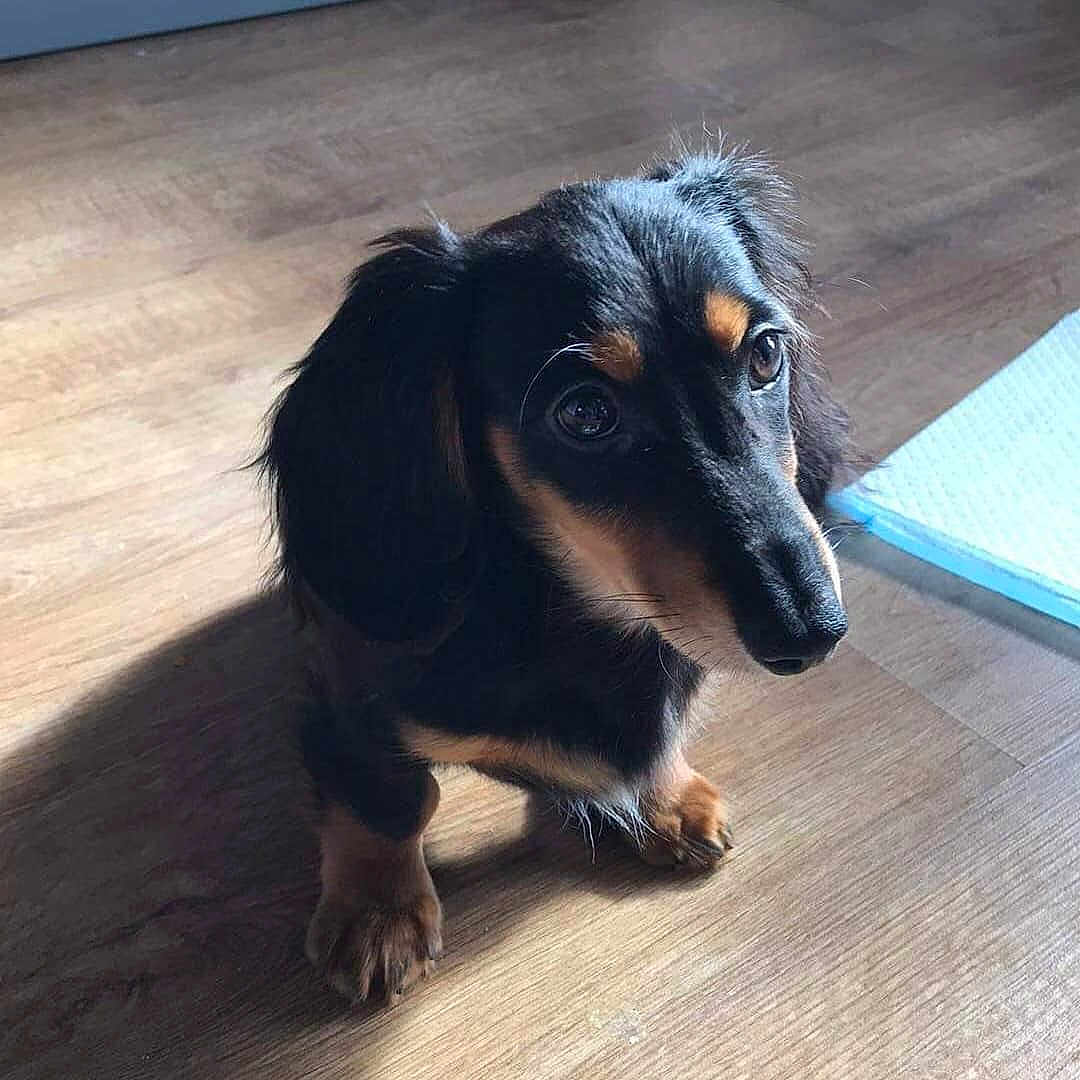 Bruno is registered to the contest to win money with this photo: canidae, carnivore, companion_dog, dachshund, dog, dog_breed, fawn, floor, flooring, long_hair, nose, puppy, snout, sporting_group