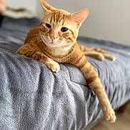 Yoshi a rejoint le concours — aidez-le/la à gagner de superbes lots ! animal, bed, blanket, cat, cozy, cute, domestic_cat, feline, fur, indoor, lazy, mammal, orange_tabby, paw, pet, portrait, relaxed, resting, soft_texture, whiskers