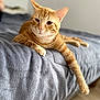 animal, bed, blanket, cat, cozy, cute, domestic_cat, feline, fur, indoor, lazy, mammal, orange_tabby, paw, pet, portrait, relaxed, resting, soft_texture, whiskers