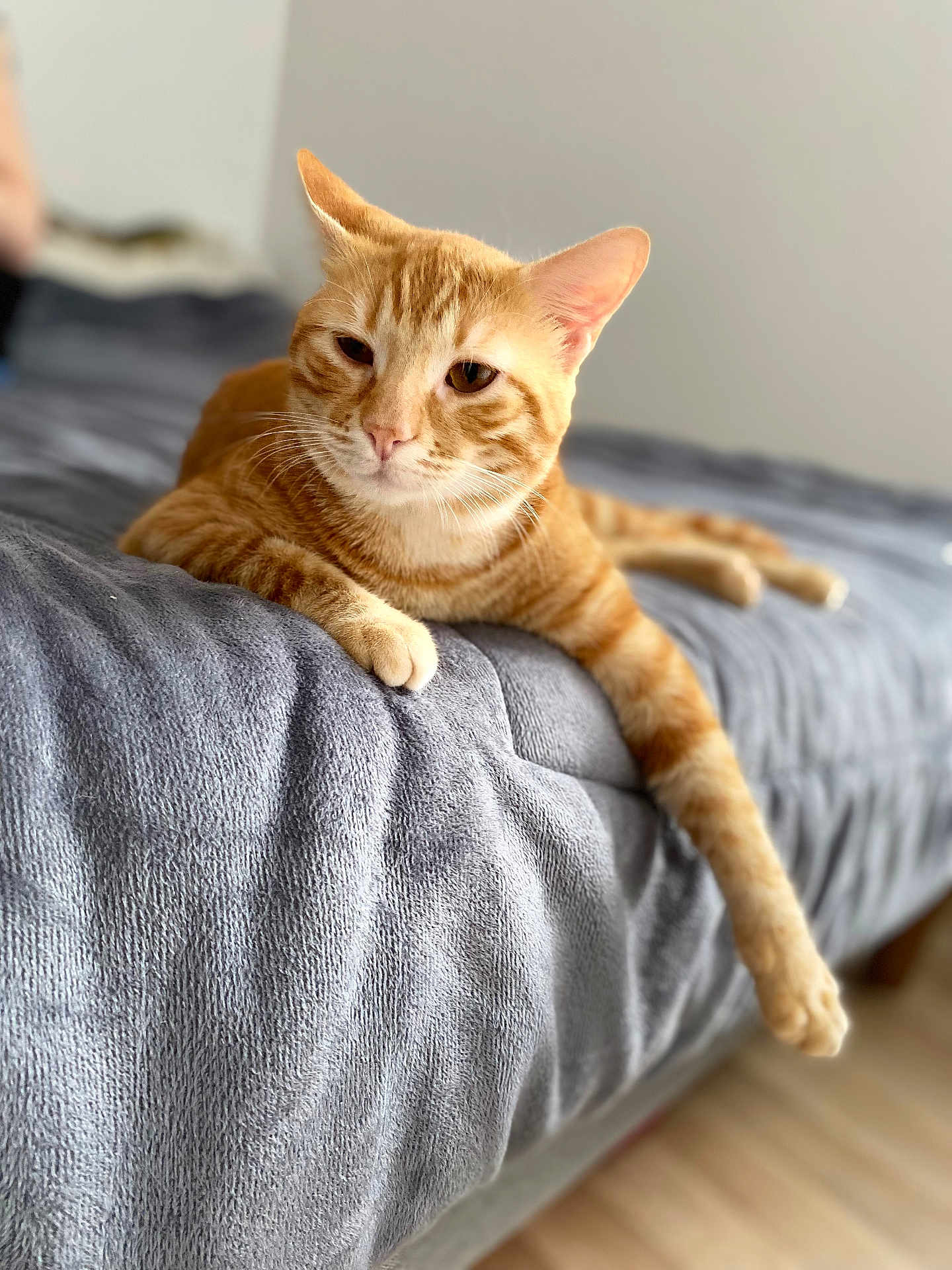 Yoshi a rejoint le concours — aidez-le/la à gagner de superbes lots ! animal, bed, blanket, cat, cozy, cute, domestic_cat, feline, fur, indoor, lazy, mammal, orange_tabby, paw, pet, portrait, relaxed, resting, soft_texture, whiskers
