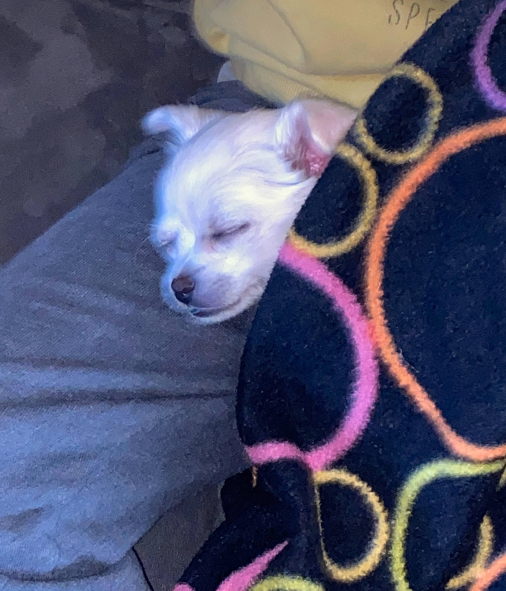 Tango a rejoint le concours — aidez-le/la à gagner de superbes lots ! canidae, carnivore, comfort, companion_dog, couch, dog, dog_breed, dog_supply, fawn, felidae, fur, magenta, pattern, pet_supply, purple, snout, sporting_group, tail, toy_dog, whiskers