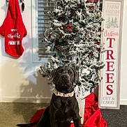 Cane is registered to the contest to win money with this photo: black_dog, carpet, christmas_tree, decor, dog, festive, festive_collar, holiday, holiday_decorations, home, indoor, keys, pet, red_clothing, red_tree_skirt, seasonal, sign, sitting, wall, window_blinds