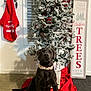 black_dog, carpet, christmas_tree, decor, dog, festive, festive_collar, holiday, holiday_decorations, home, indoor, keys, pet, red_clothing, red_tree_skirt, seasonal, sign, sitting, wall, window_blinds