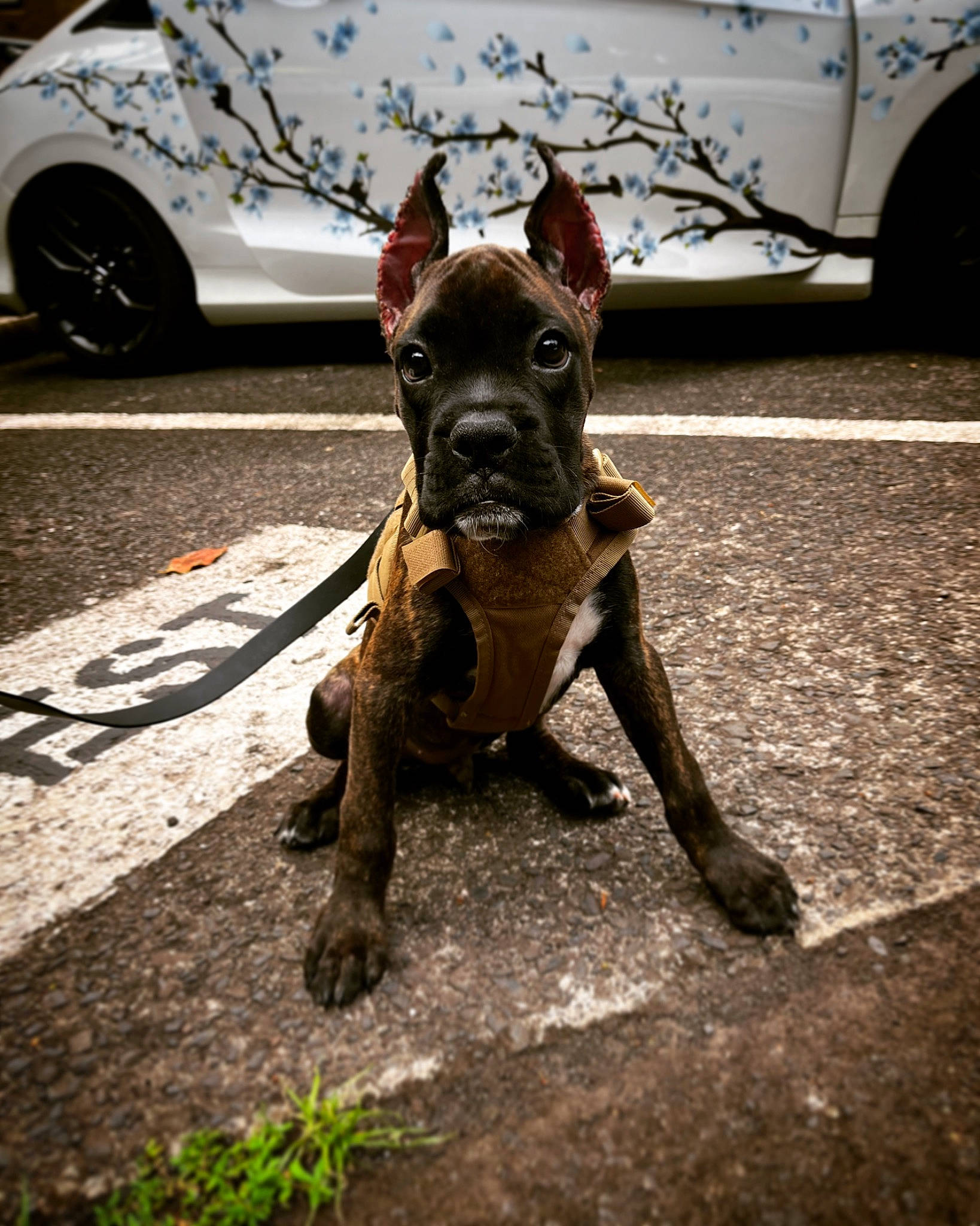 Manny P. Caburnay is registered to the contest to win money with this photo: automotive_tire, canidae, car, carnivore, companion_dog, dog, dog_breed, dog_collar, fawn, fender, mammal, road, snout, sporting_group, tire, toy_dog, vehicle, vehicle_door, wheel, working_animal