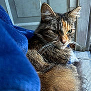 Miss Kitty is registered to the contest to win money with this photo: cat, tabby, feline, fur, whiskers, green_eyes, window, blue_fabric, indoor, relaxed, closeup, pet, animal, soft, cozy, resting, mood, face, ears, domestic_cat