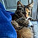 Miss Kitty