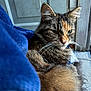 cat, tabby, feline, fur, whiskers, green_eyes, window, blue_fabric, indoor, relaxed, closeup, pet, animal, soft, cozy, resting, mood, face, ears, domestic_cat