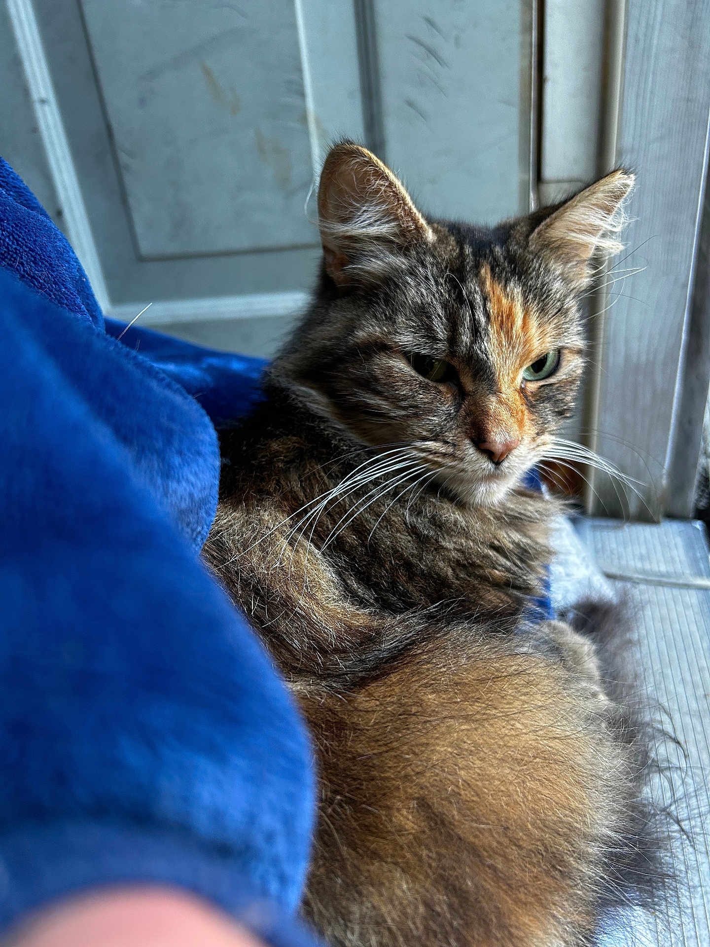 Miss Kitty is registered to the contest to win money with this photo: cat, tabby, feline, fur, whiskers, green_eyes, window, blue_fabric, indoor, relaxed, closeup, pet, animal, soft, cozy, resting, mood, face, ears, domestic_cat