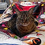 animal, bed, blanket, box, cat, colorful, cozy, decor, ears, eyes, feline, fur, home, indoor, living_room, pet, resting, tabby_cat, television, whiskers