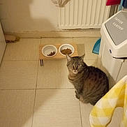 Margotte participe au concours pour gagner de l'argent avec cette photo : cat, cat_food, cozy, curious, domestic, floor, food_bowls, furniture, home, indoor, kitchen, looking_up, pet, tabby_cat, table, tablecloth, tile_floor, trash_bin, white, yellow