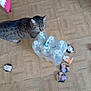 animal, cat, curious, domestic_animal, feline, floor, flooring, food_containers, foot, home, household, indoor, mammal, package, pet, plastic_bottle, tabby_cat, water_bottles, whiskers, wooden_floor