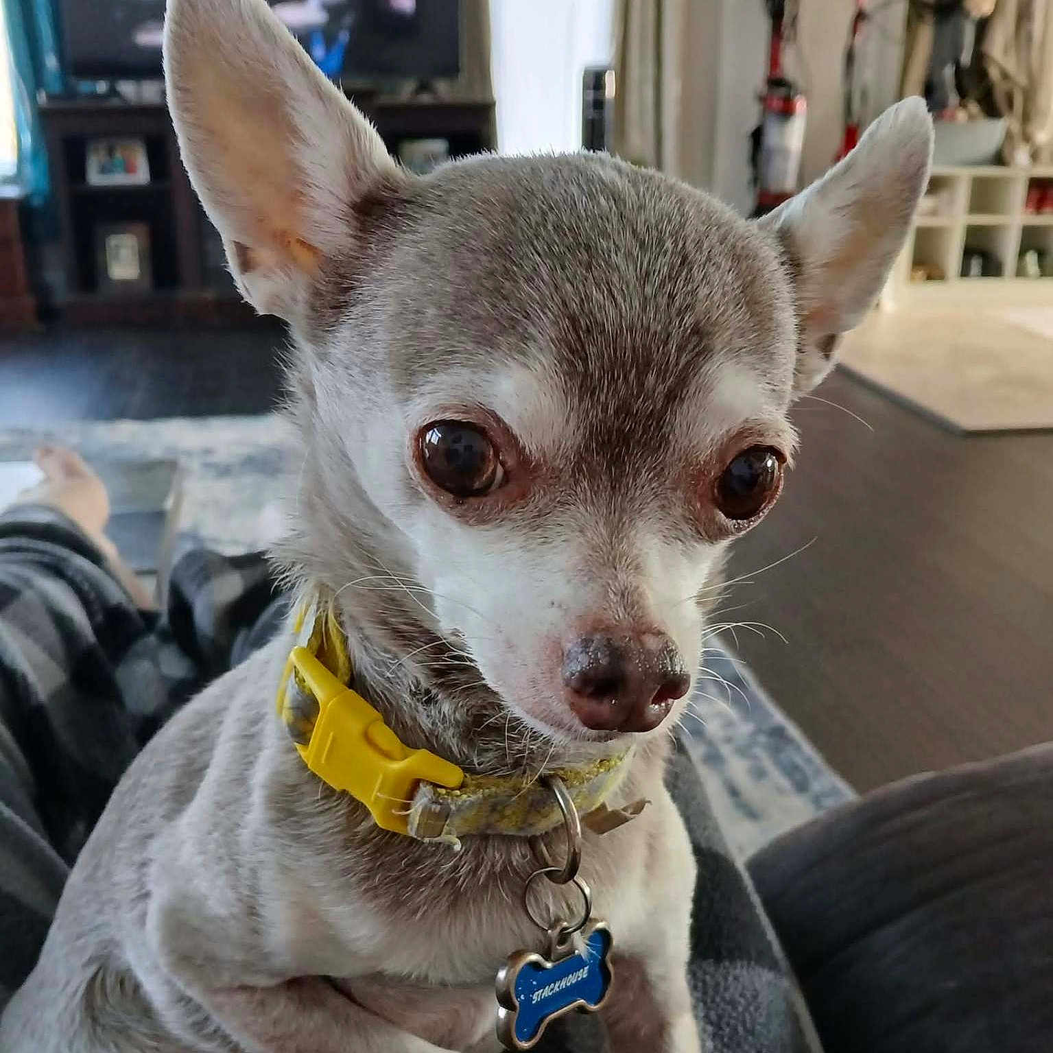 Stackhouse joined the competition — help win amazing prizes! animal, blanket, chihuahua, close_up, collar, comfort, cute, dog, domestic_animal, floor, furniture, household, indoor, living_room, person, pet, portrait, relaxing, small_dog, television