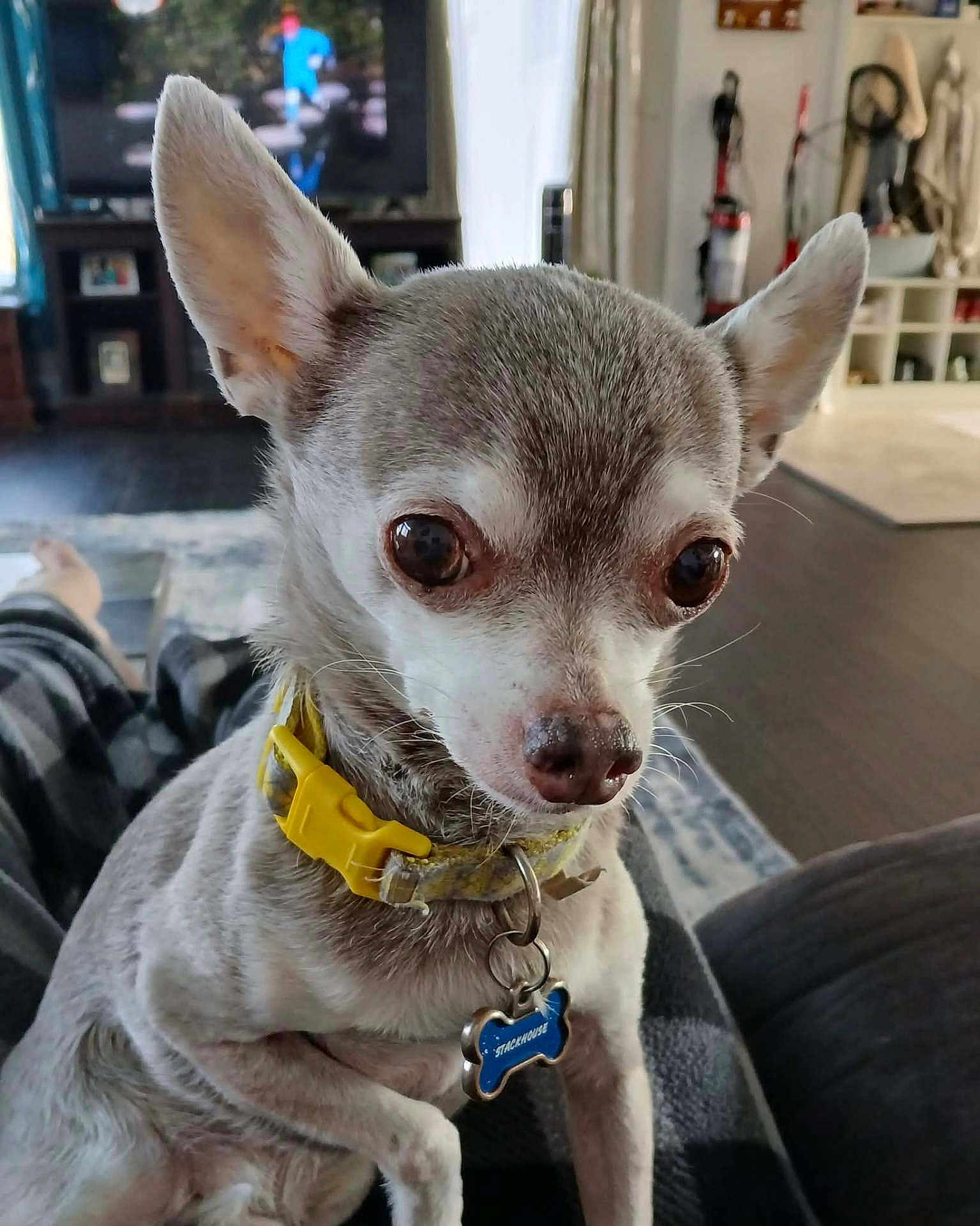 Stackhouse joined the competition — help win amazing prizes! dog, small_dog, chihuahua, pet, collar, indoor, living_room, furniture, television, person, blanket, floor, comfort, close_up, animal, cute, domestic_animal, household, relaxing, portrait