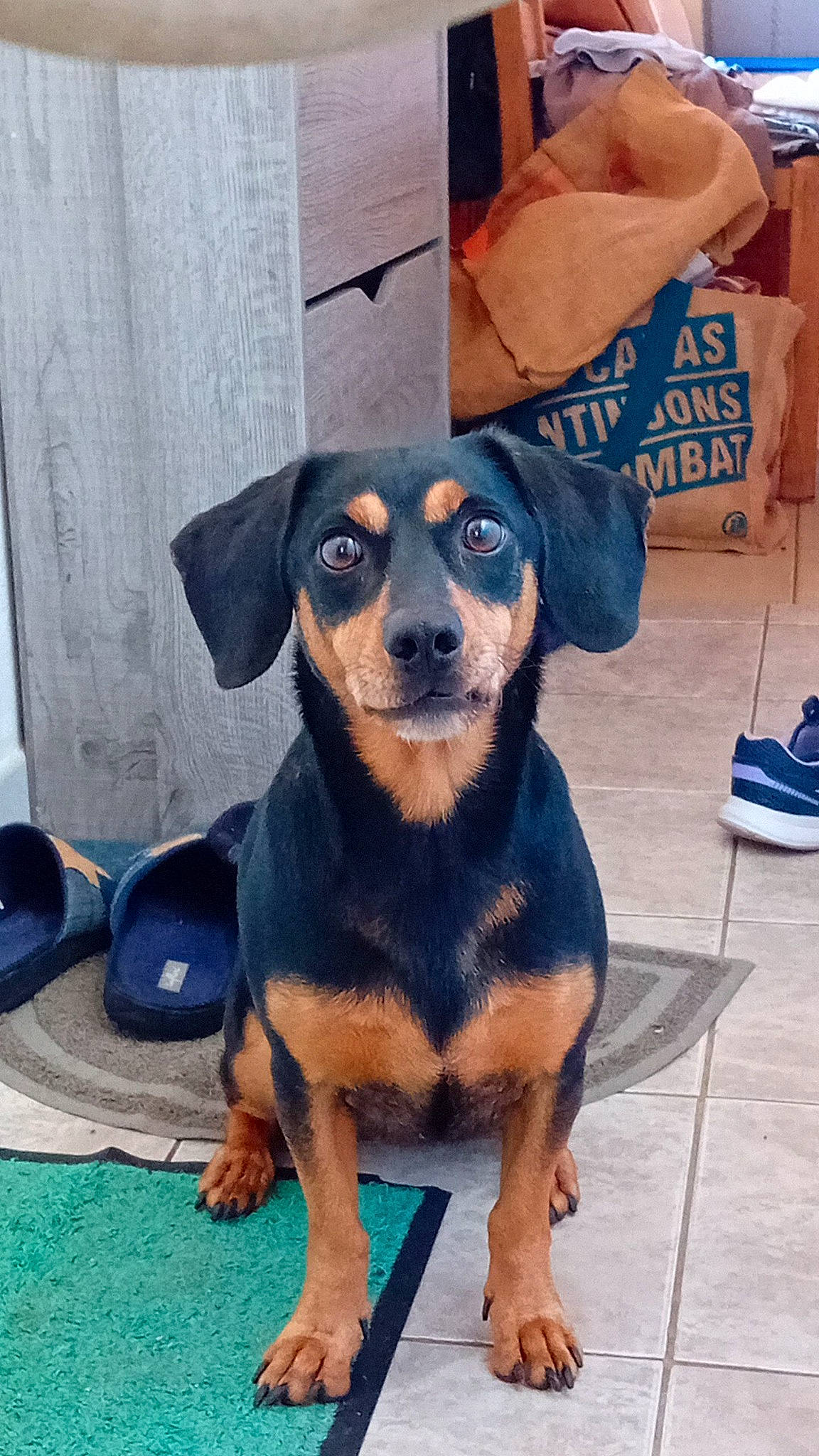 Bibou a rejoint le concours — aidez-le/la à gagner de superbes lots ! art, blue, canidae, carnivore, chair, companion_dog, dog, dog_breed, fawn, guard_dog, hound, lithuanian_hound, puppy, sporting_group, terrestrial_animal, toy_dog, working_animal, working_dog