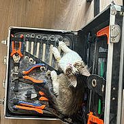 Korra a rejoint le concours — aidez-le/la à gagner de superbes lots ! kitten, cat, toolbox, tools, pliers, wrenches, floor, wood_floor, orange, blue, white, brown, pet, animal, indoor, curious, resting, looking_up, furniture, shoe