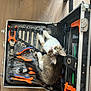 kitten, cat, toolbox, tools, pliers, wrenches, floor, wood_floor, orange, blue, white, brown, pet, animal, indoor, curious, resting, looking_up, furniture, shoe