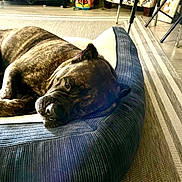 Bonnie joined the competition — help win amazing prizes! dog, brindle, resting, bed, indoor, pet, cozy, floor, rug, furniture, sleeping, canine, relaxed, domestic, animal, comfort, pillow, household, side_view, mammal