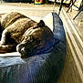 dog, brindle, resting, bed, indoor, pet, cozy, floor, rug, furniture, sleeping, canine, relaxed, domestic, animal, comfort, pillow, household, side_view, mammal