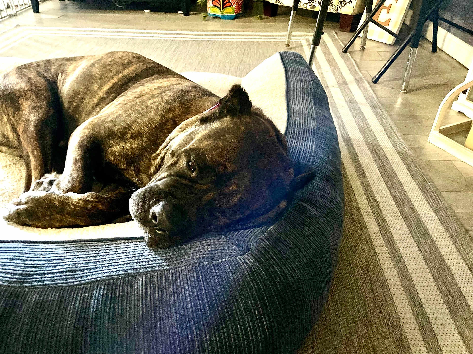 Bonnie joined the competition — help win amazing prizes! dog, brindle, resting, bed, indoor, pet, cozy, floor, rug, furniture, sleeping, canine, relaxed, domestic, animal, comfort, pillow, household, side_view, mammal