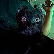 Toffee joined the competition — help win amazing prizes! alert, animal, black_cat, cat, close_up, creature, curious, curled_ears, domestic_cat, expression, face, feline, fur, green_background, indoor, person_arm, pet, portrait, whiskers, wide_eyes