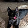 alert, animal, black_cat, carpet, cat, cute, domestic_cat, feline, fur, indoor, looking_up, mouth_open, pet, playful, portrait, relaxed, soft_light, whiskers, wide_eyes, young_cat