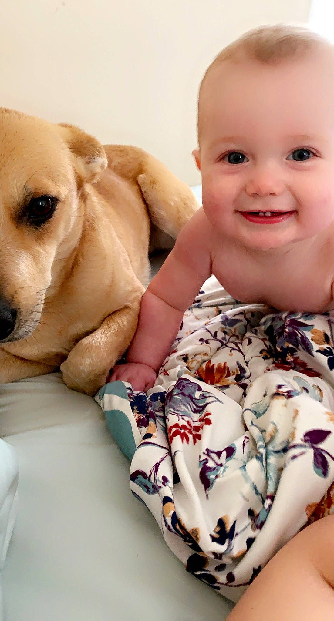 Kolten joined the competition — help win amazing prizes! baby_toddler_clothing, carnivore, comfort, dog, dog_breed, eye, eyebrow, face, fawn, gesture, happy, head, human, iris, joy, mouth, muscle, nose, organ, person