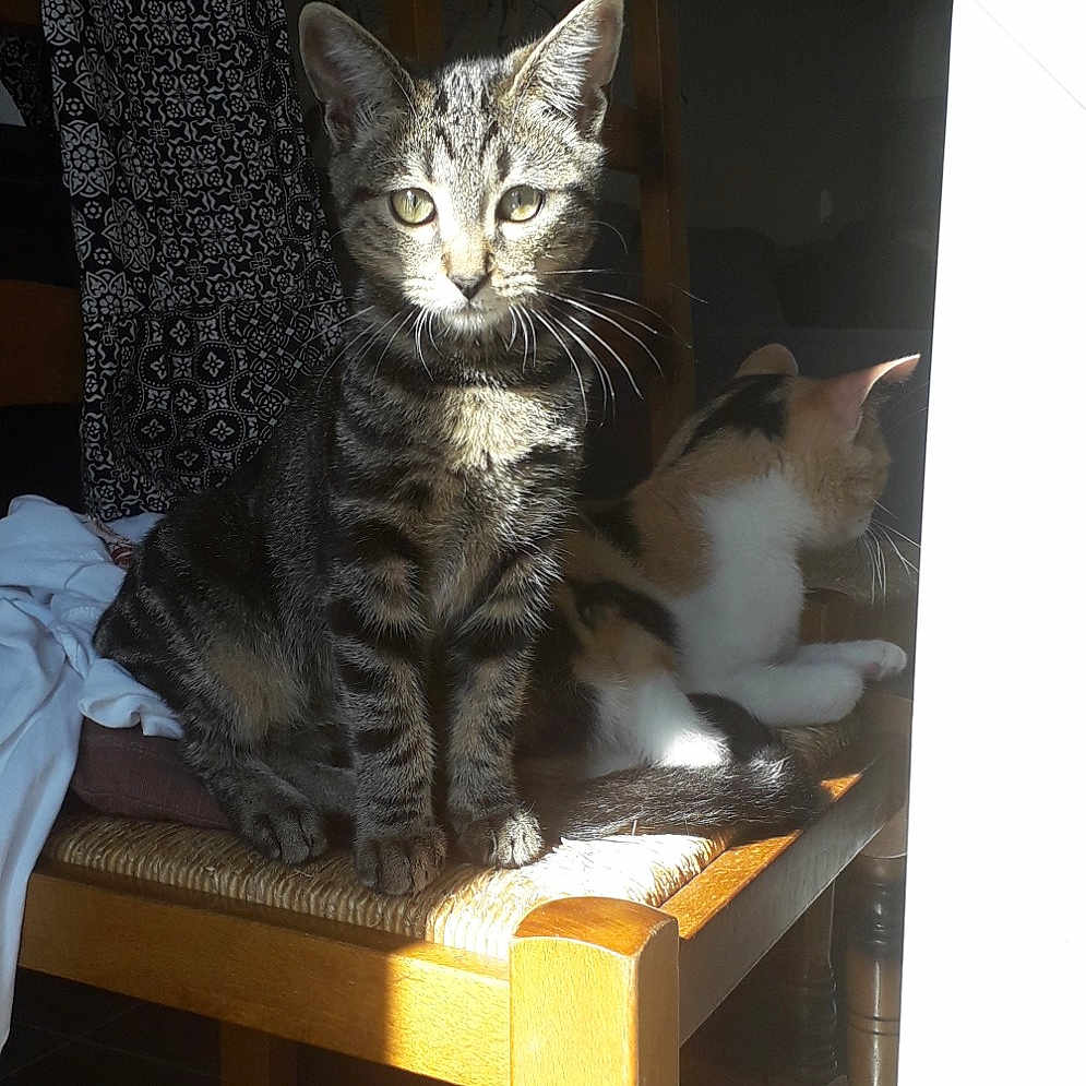 Marley a rejoint le concours — aidez-le/la à gagner de superbes lots ! carnivoran, cat, cat_like_mammal, chair, furniture, kitten, mammal, small_to_medium_sized_cats, vertebrate, whiskers, window