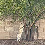 Ariel joined the competition — help win amazing prizes! alert, animal, backyard, bark, cat, curious, daylight, feline, ground, leaves, nature, outdoor, pet, plant, shrubbery, standing, stone_wall, tree, trunk, wildlife