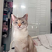 Ariel is registered to the contest to win money with this photo: bed, blanket, blue_eyes, cat, closet, cozy, curious, daylight, domestic_animal, ears, feline, fur, indoor, pet, resting, room, sock, striped, whiskers, window_blinds