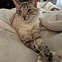 Ariel joined the competition — help win amazing prizes! blanket, blue_eyes, cat, comfort, couch, cozy, decor, feline, fur, furniture, home, indoor, paws, pet, plant, relaxed, resting, soft, stretching, white
