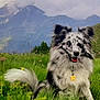 dog, black_and_white, happy, outdoor, grass, mountain, cloudy_sky, nature, pet, collar, tag, fluffy, sitting, animal, fur, landscape, field, green, canine, scenic