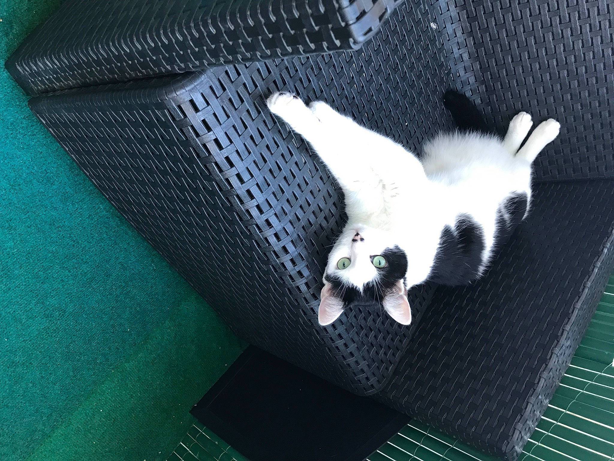 Lako a rejoint le concours — aidez-le/la à gagner de superbes lots ! green, non_sporting_group, white