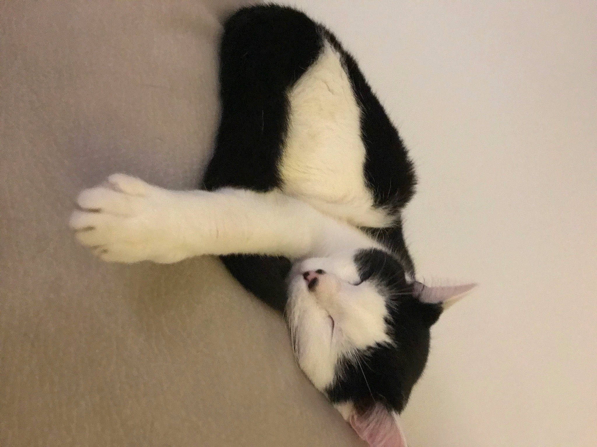 Lako participe au concours pour gagner de l'argent avec cette photo : cat, claw, fur, hand, leg, paw, tail, whiskers