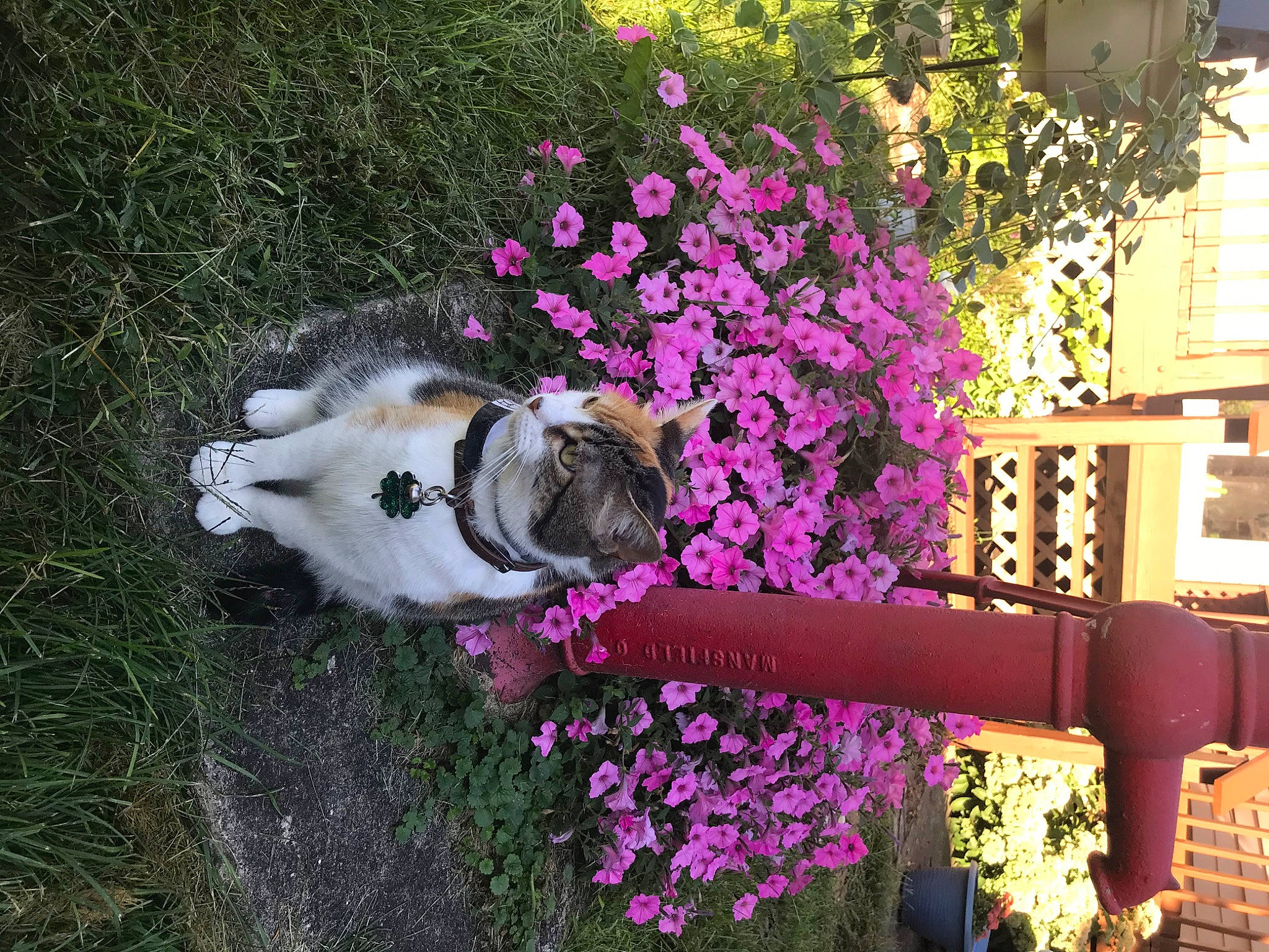 Eloise joined the competition — help win amazing prizes! annual_plant, carnivore, companion_dog, dog, dog_breed, fawn, flower, flowerpot, garden, grass, groundcover, herbaceous_plant, landscape, magenta, petal, plant, shrub, sporting_group, tints_and_shades, wood