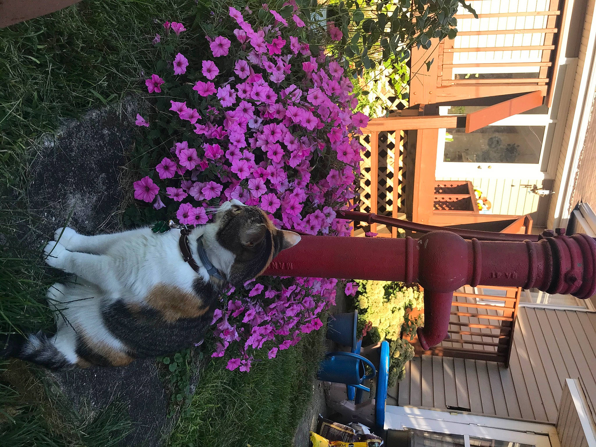 Eloise joined the competition — help win amazing prizes! building, carnivore, dog, dog_breed, door, fawn, flower, flowerpot, magenta, petal, pink, plant, porch, purple, shrub, tree, violet, wall, window, wood