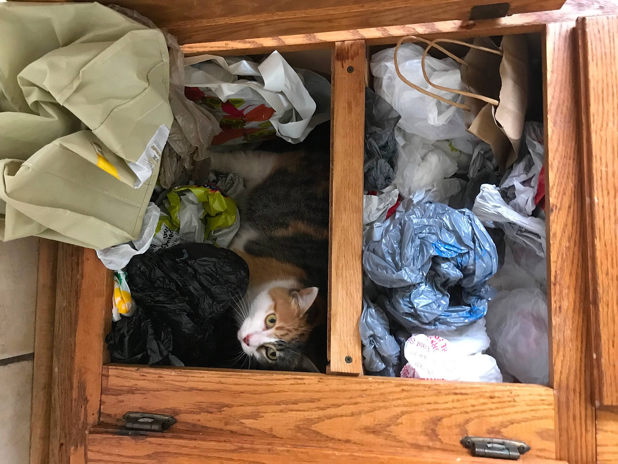 Eloise joined the competition — help win amazing prizes! bag, cat, closet, comfort, felidae, hardwood, mammal, plastic, product, room, shelf, shelving, small_to_medium_sized_cats, textile, vertebrate, whiskers, wood, wood_stain