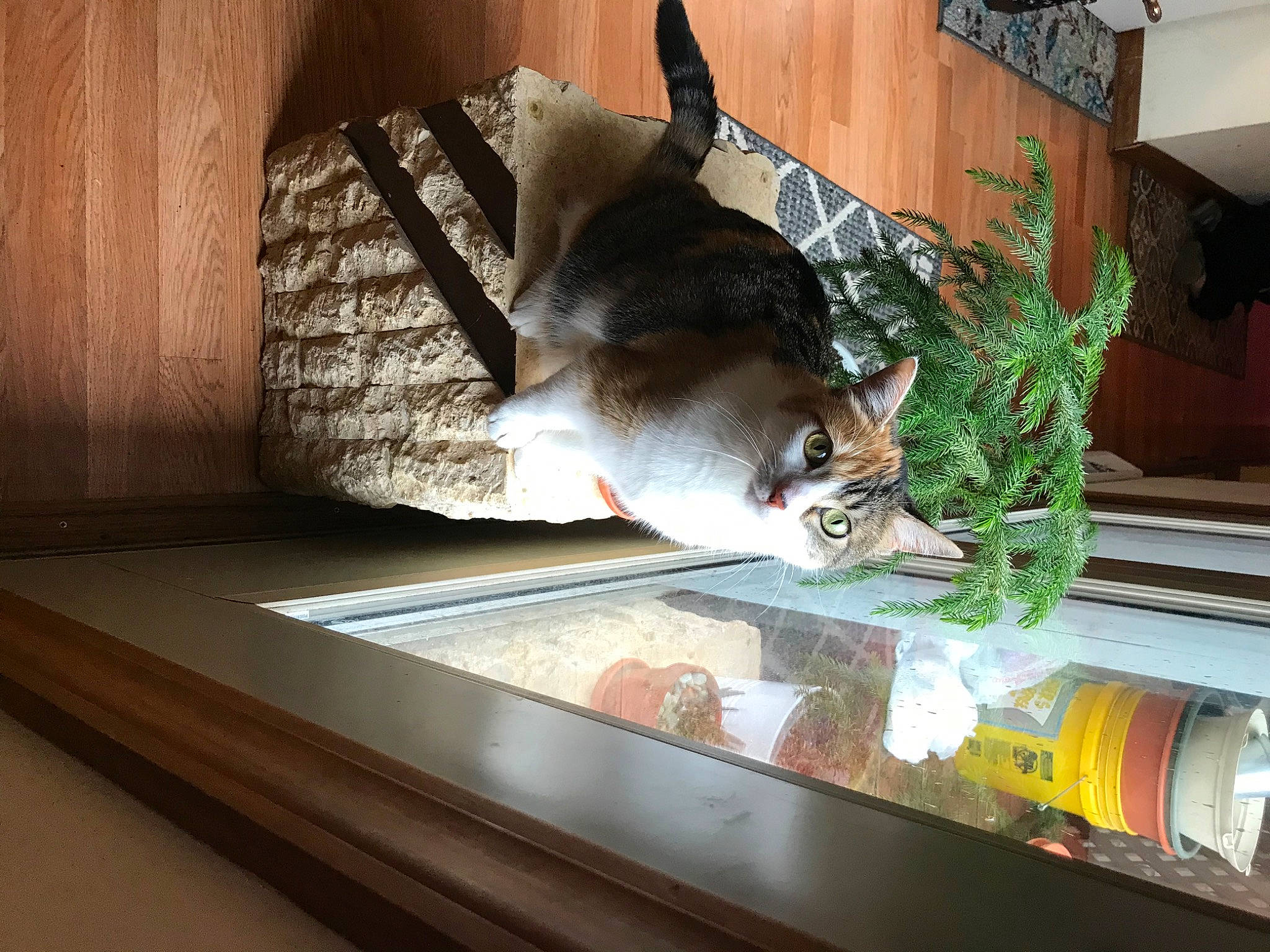 Eloise joined the competition — help win amazing prizes! carnivore, cat, display_case, domestic_short_haired_cat, felidae, flooring, flowerpot, glass, hardwood, houseplant, interior_design, plant, property, room, shelf, small_to_medium_sized_cats, tail, whiskers, window, wood