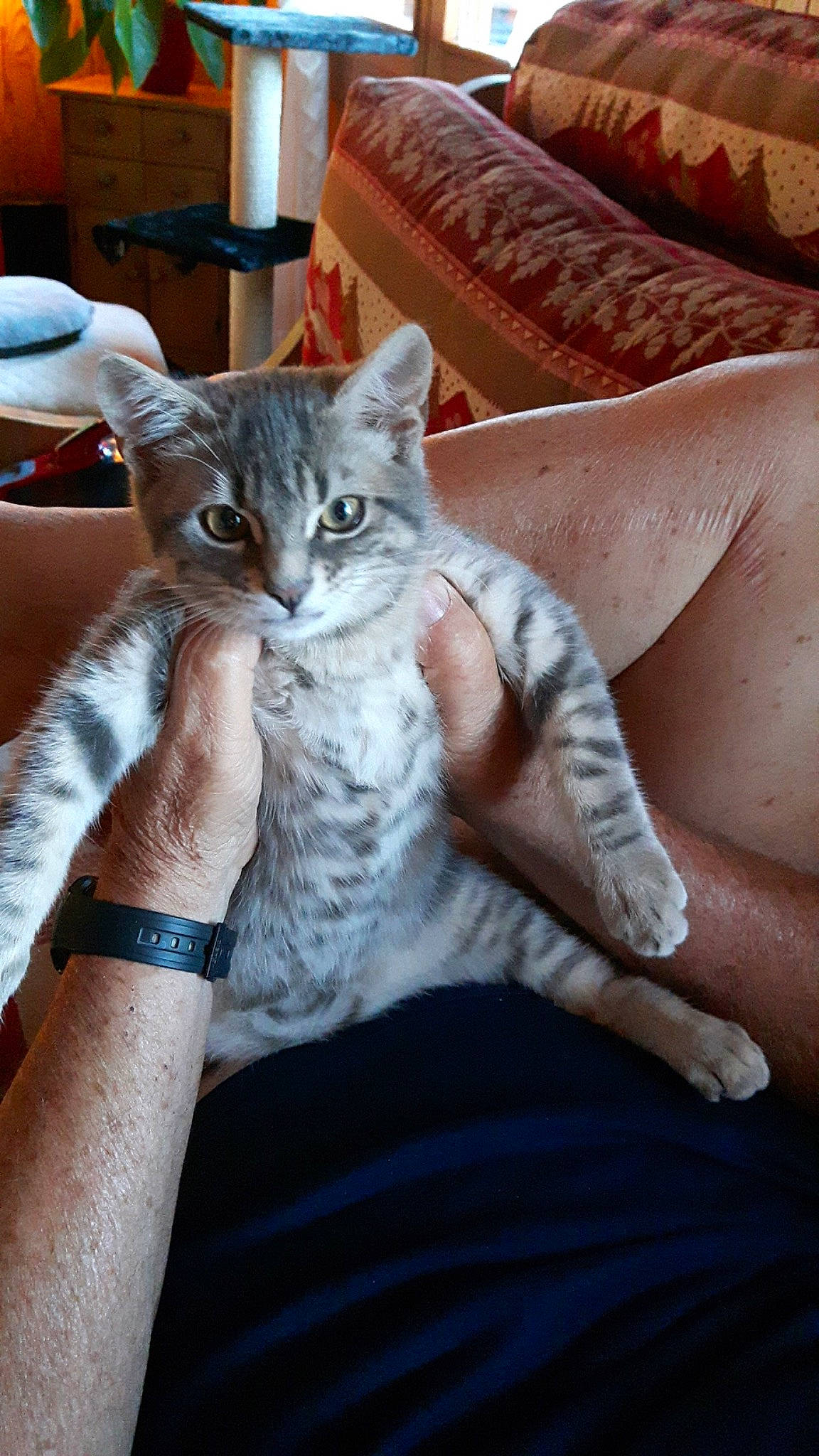 Ti Kaf a rejoint le concours — aidez-le/la à gagner de superbes lots ! bed, carnivore, cat, chair, claw, comfort, couch, domestic_short_haired_cat, felidae, fur, gesture, human_leg, lap, linens, nail, room, sitting, small_to_medium_sized_cats, thigh, whiskers