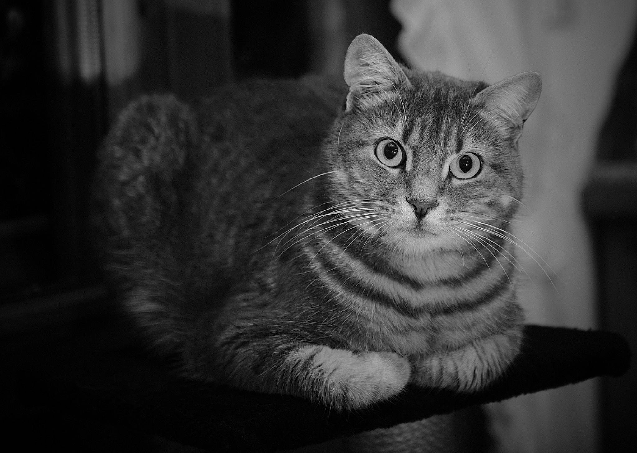 Ti Kaf a rejoint le concours — aidez-le/la à gagner de superbes lots ! black_and_white, carnivore, cat, darkness, domestic_short_haired_cat, felidae, fur, grey, monochrome, monochrome_photography, sitting, small_to_medium_sized_cats, terrestrial_animal, whiskers, wildlife