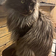 Tatou participe au concours pour gagner de l'argent avec cette photo : cat, long_hair, fluffy, sitting, stool, wooden, indoor, green_eyes, pet, feline, fur, animal, domestic, cozy, rustic, decoration, skull, metal, background, close_up