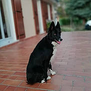 Laska a rejoint le concours — aidez-le/la à gagner de superbes lots ! border_collie, carnivoran, dog, dog_breed, dog_breed_group, dog_like_mammal, karelian_bear_dog, mammal, vertebrate